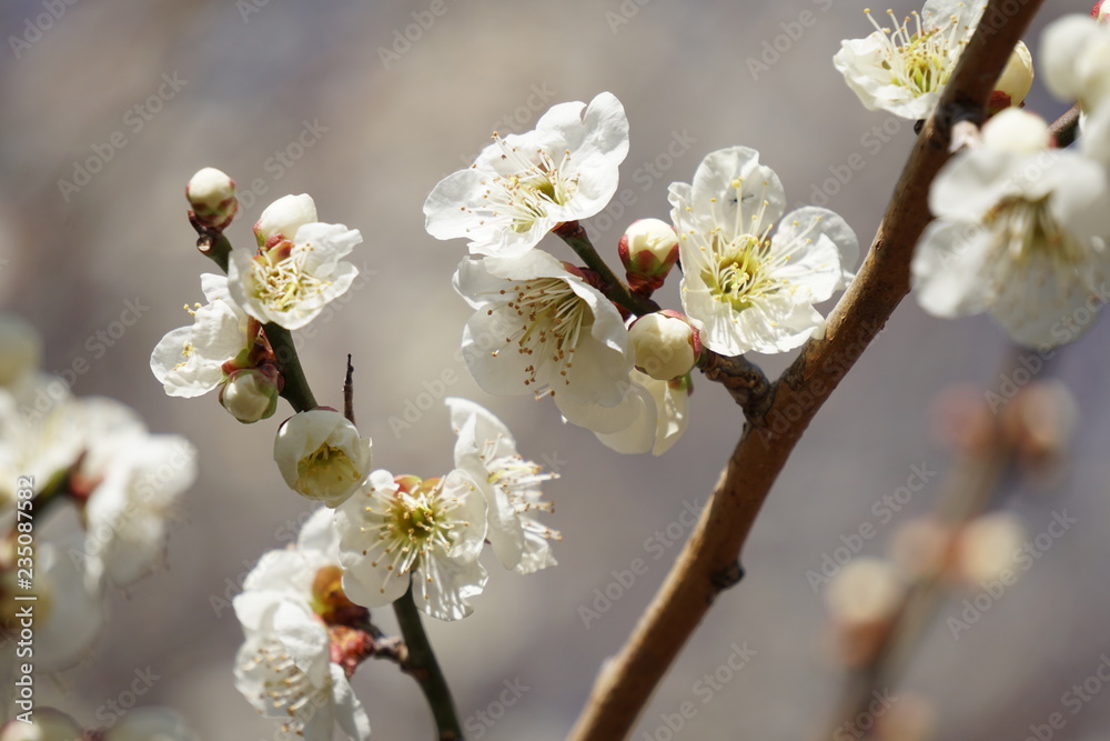 Fototapeta premium 梅の花