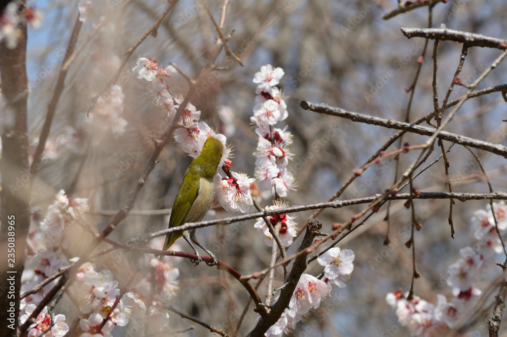Spring in Japan. Plum trees and Japanese white-eye Spring in Japan. Plum trees and Japanese white-eye