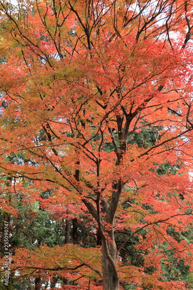 日本 秋の武蔵嵐山渓谷