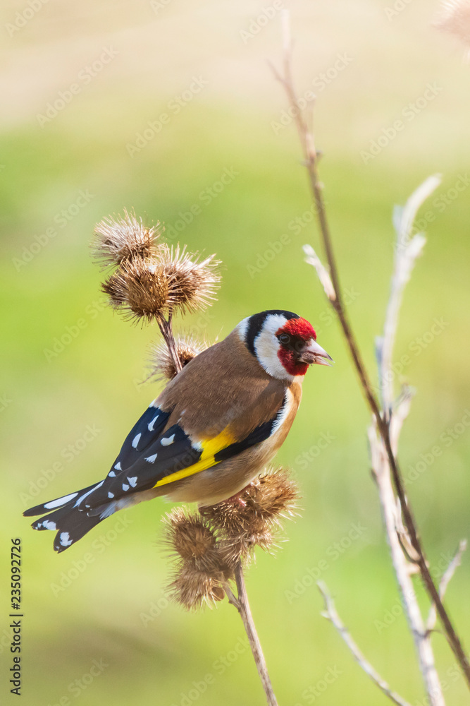 Obraz premium European goldfinch bird, (Carduelis carduelis), perched eating seeds during Springtime season