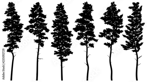 Silhouettes of tall pine trees (cedar). photo