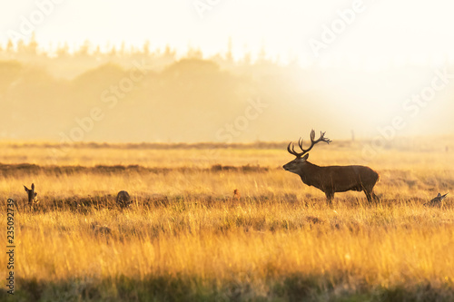 Male red deer stag cervus elaphus, rutting during sunset © Sander Meertins