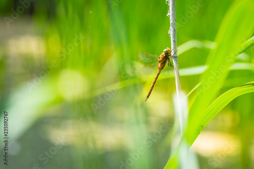 Closeup of a Green-eyed hawker dragonfly, Aeshna isoceles photo