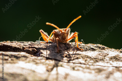 Western conifer seed bug insect, Leptoglossus occidentalis, crawling photo