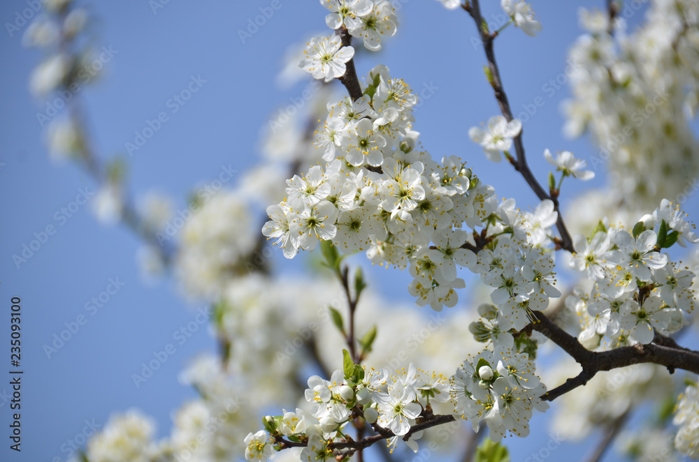 Blossoming tree at spring against blue sky