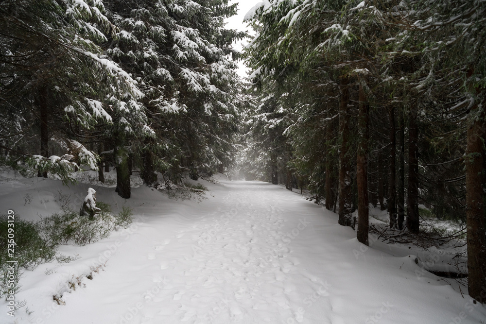 Heavy snowstorm in the fir forest. Path extending into the distance.