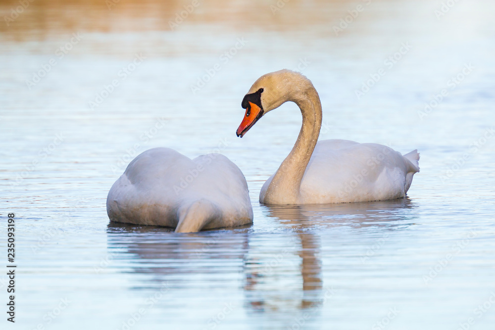 Fototapeta premium Mute swan, Cygnus olor swimming, soft backgrround