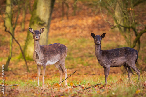 Fallow deer Dama Dama doe, hind or fawn in Autumn