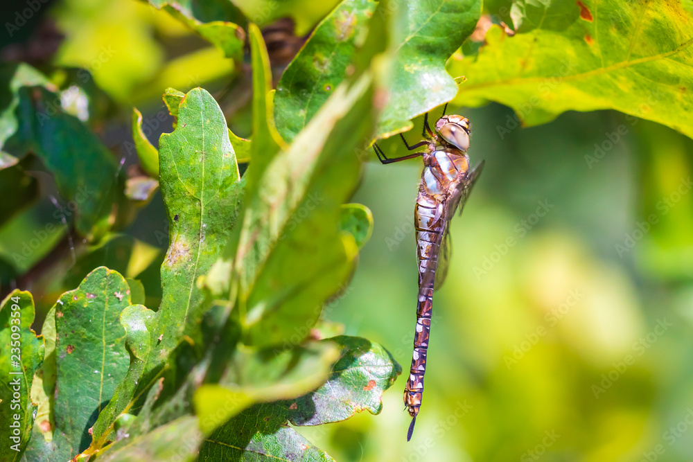 Closeup of a migrant hawker Aeshna mixta resting under leaves in a tree Closeup of a migrant hawker Aeshna mixta resting under leaves in a tree