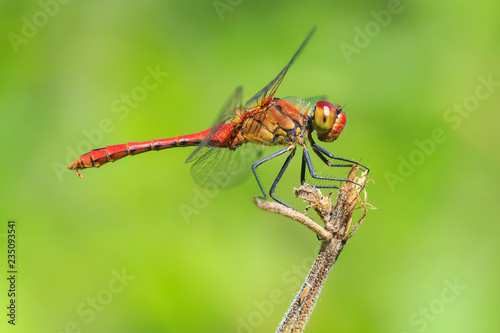 Closeup of a male red colored Ruddy darter (Sympetrum sanguineum) resting in sunlight in a meadow © Sander Meertins