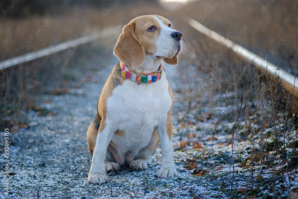 portrait of a Beagle dog while walking in the Park