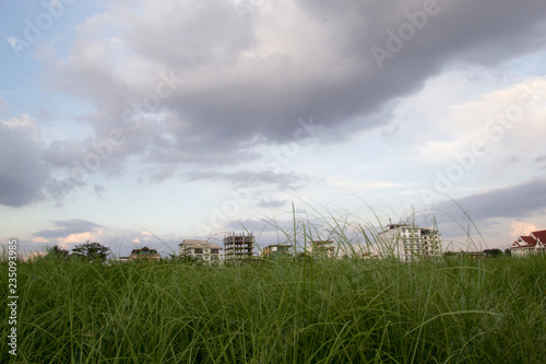 Green grass in public park