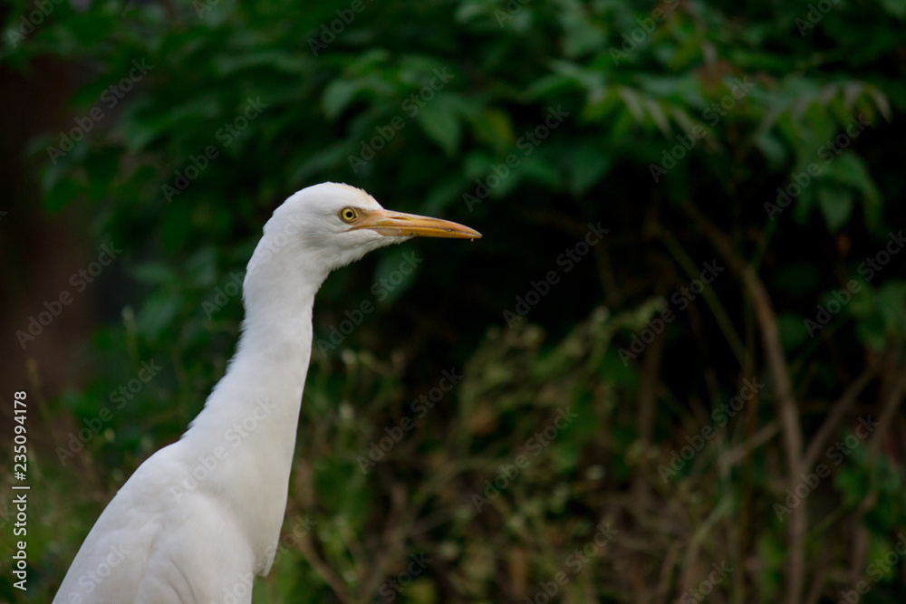 Cattle Egret in the garden in its natural habitat in a soft blurry background. Cattle Egret in the garden in its natural habitat in a soft blurry background.