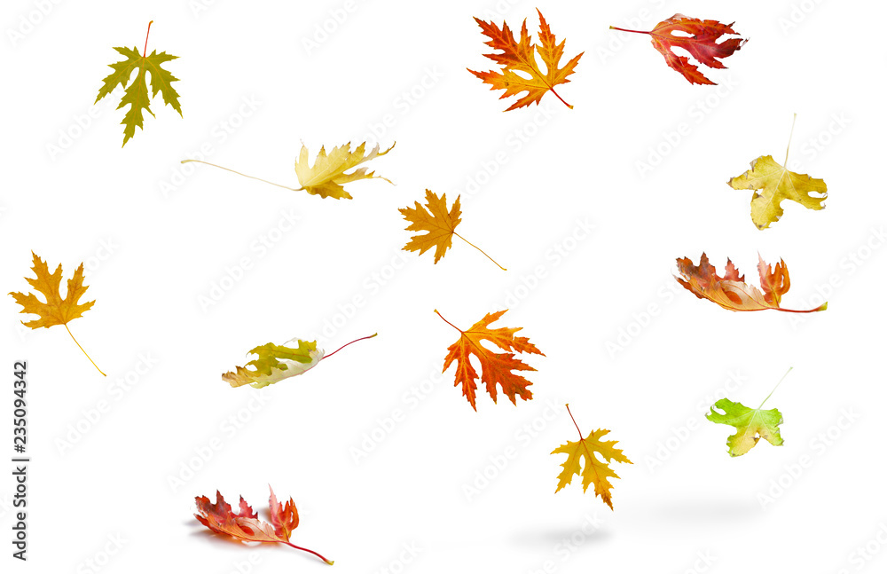 Beautiful red and yellow autumn leaves falling on white background, nature frame with copy space for text (design element)