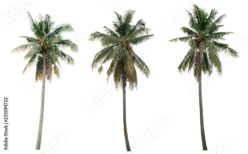 collection  coconut the garden isolated on white background