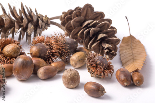 Ripe(dried) acorns isolated on a white background