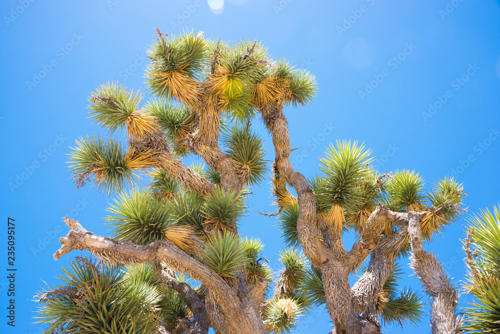 Joshua tree in american southwest desert Joshua tree in american southwest desert