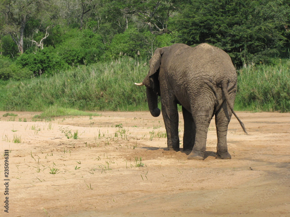 Fototapeta premium Afrika Tiere Natur