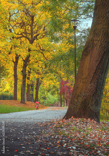 Road in the middle of the park