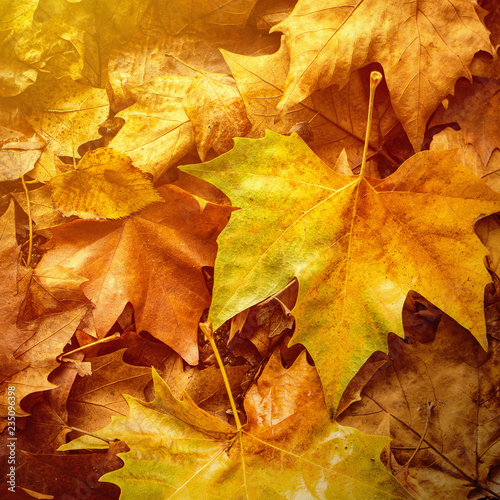Texture Autumn leaves