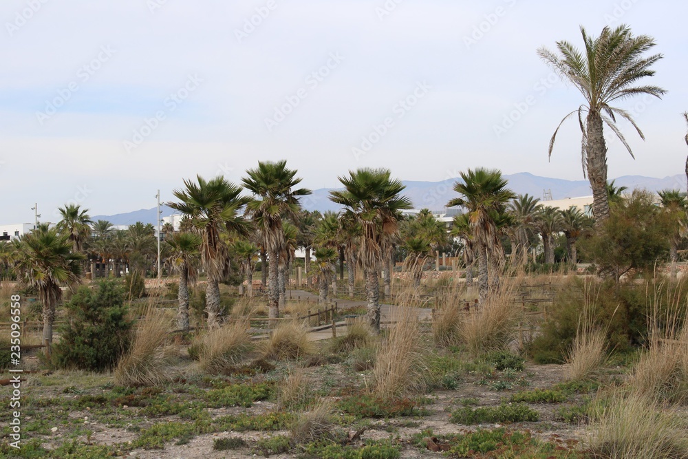 Palm trees in recreational park Palm trees in recreational park