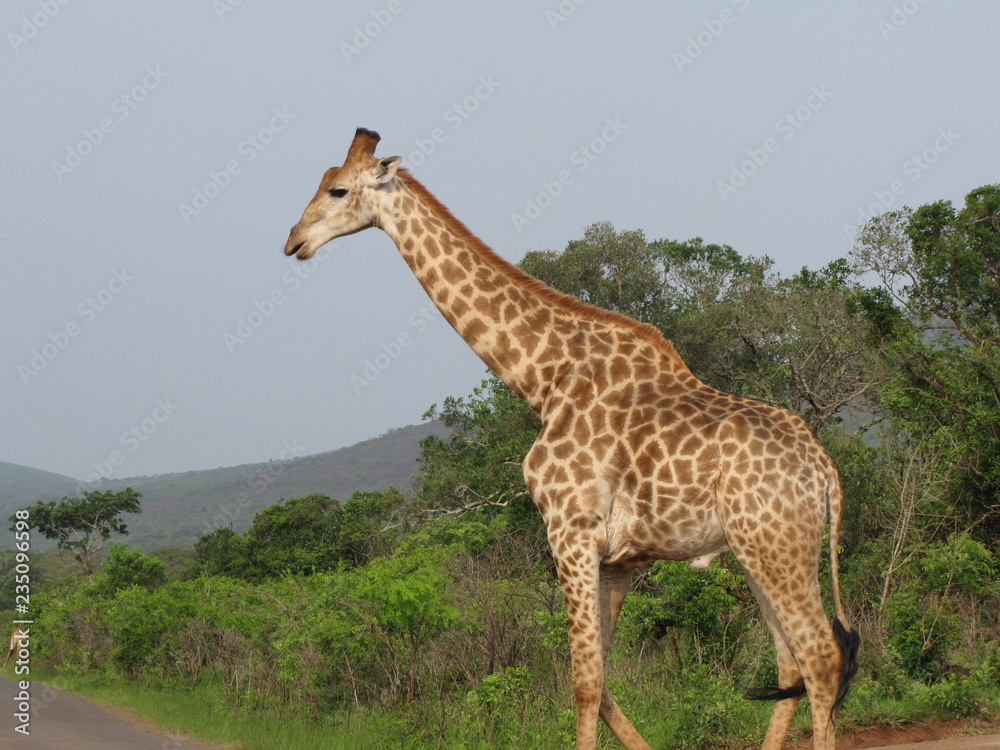 Obraz premium Afrika Tiere Natur