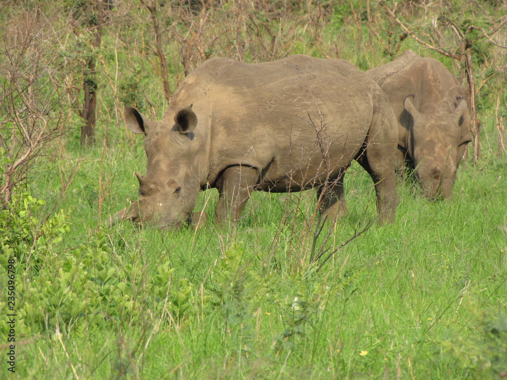 Fototapeta premium Afrika Tiere Natur