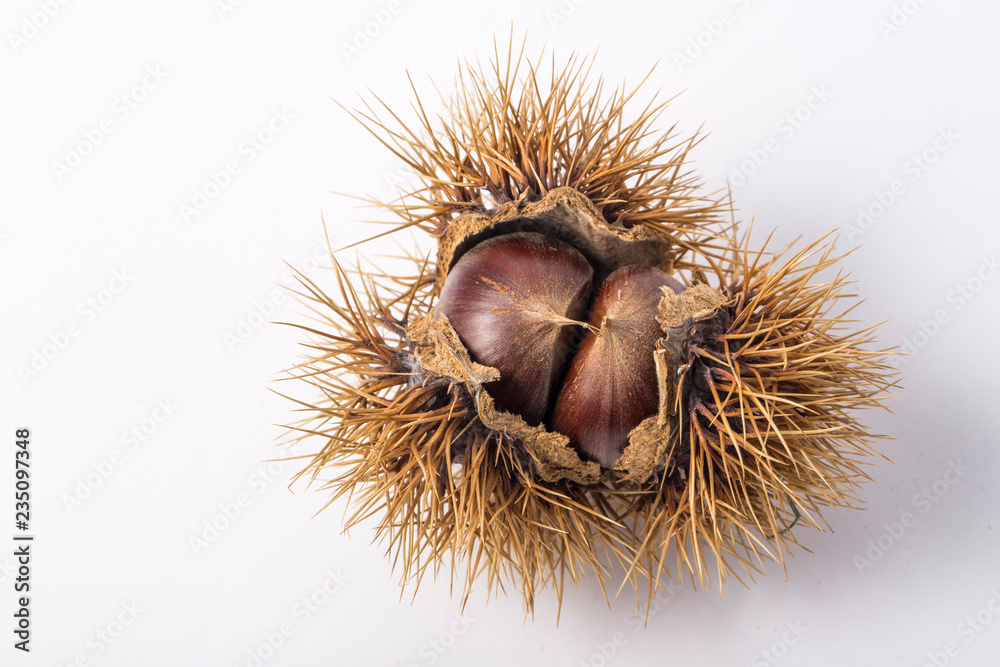 fresh chestnuts in burr or spiky shell isolated. fresh chestnuts in burr or spiky shell isolated.
