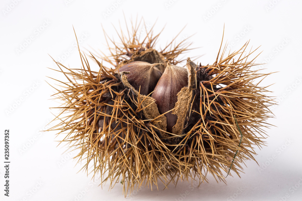fresh chestnuts in burr or spiky shell isolated. fresh chestnuts in burr or spiky shell isolated.