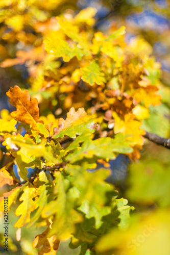 Gold autumn  yellow leafs on blue sky  oak