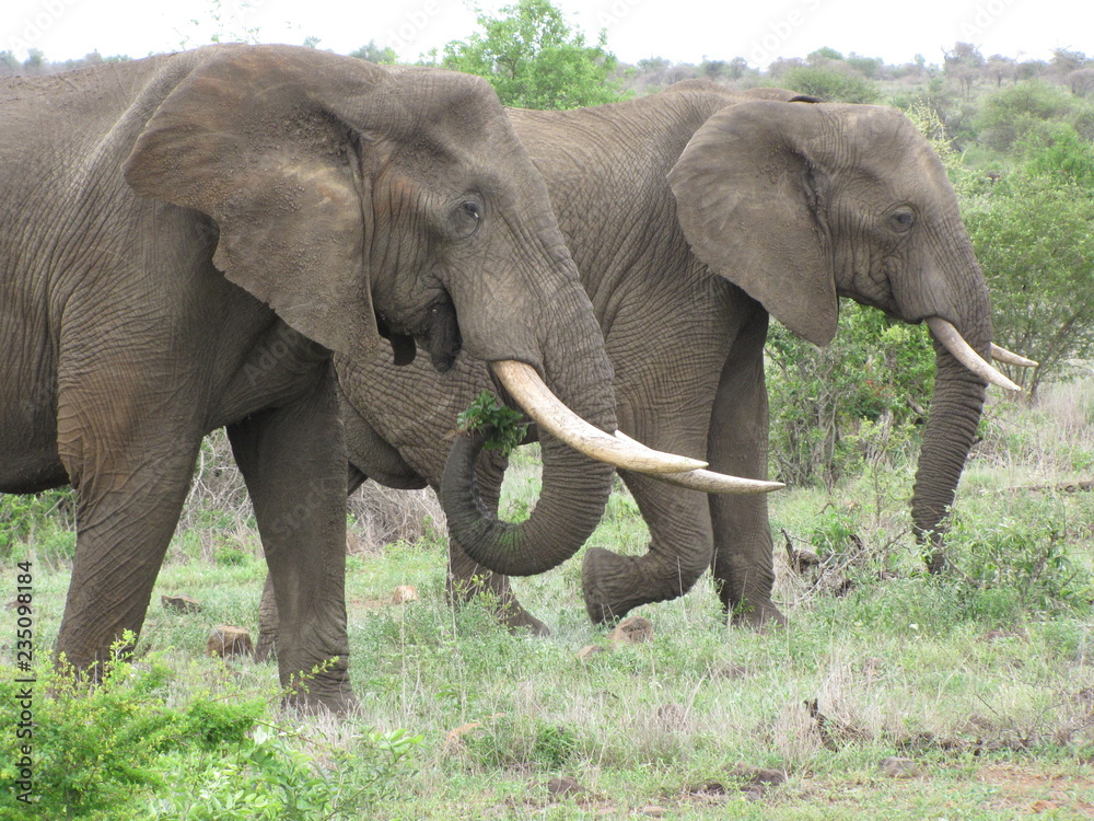 Obraz premium Afrika Tiere Natur