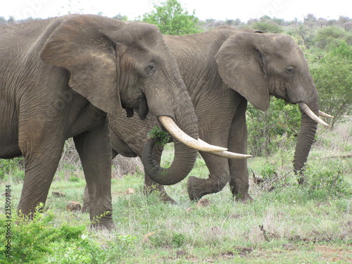 Afrika Tiere Natur