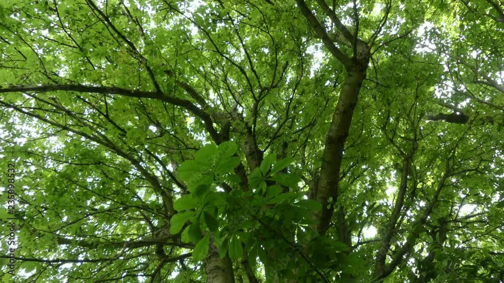 Rotating shot under horse chestnut tree in woods looking at sky Rotating shot under horse chestnut tree in woods looking at sky