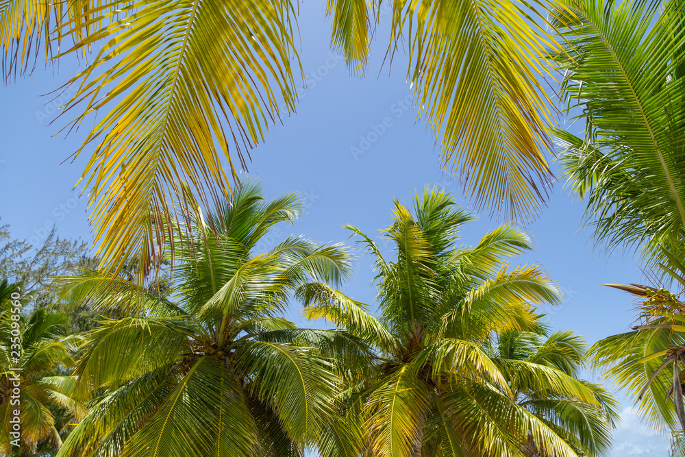 Fototapeta premium Looking up at coconut palm trees. Summer time. 