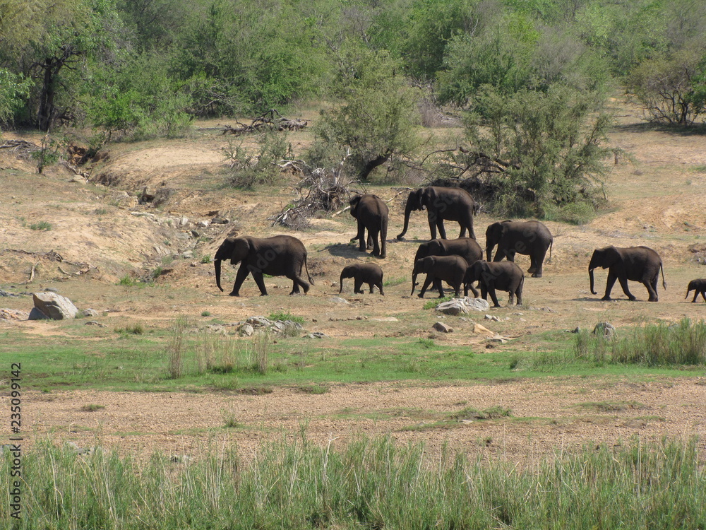 Obraz premium Afrika Tiere Natur