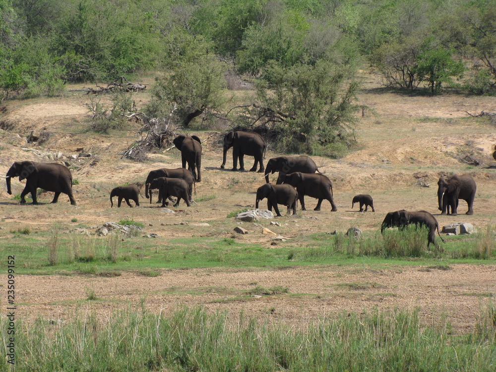 Afrika Tiere Natur Afrika Tiere Natur