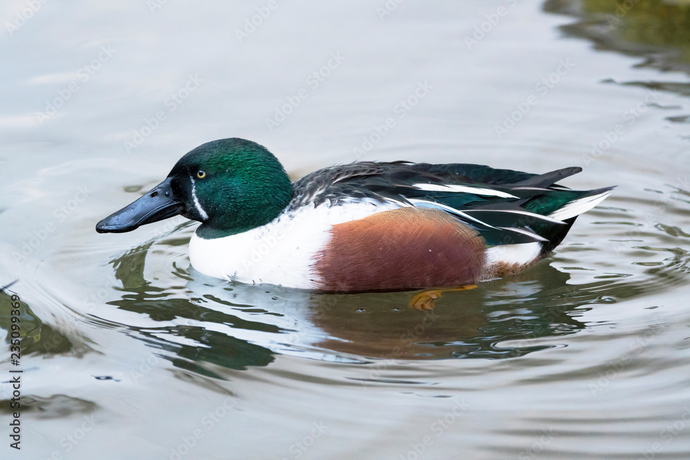 Obraz premium Löffelente Erpel