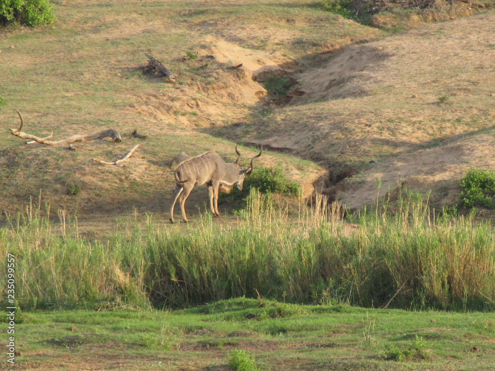 Fototapeta premium Afrika Tiere Natur