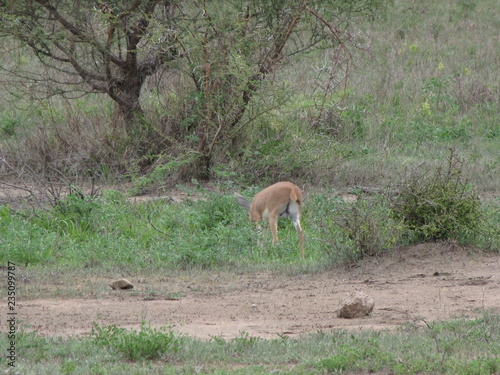 Afrika Tiere Natur