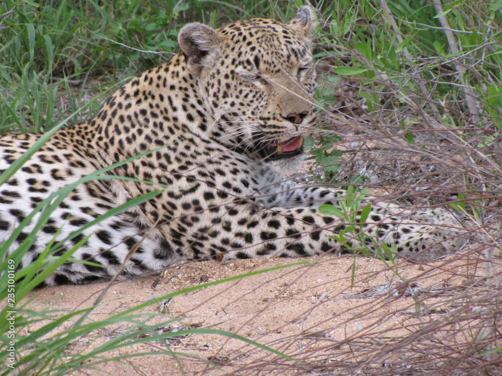 Obraz premium Afrika Tiere Natur