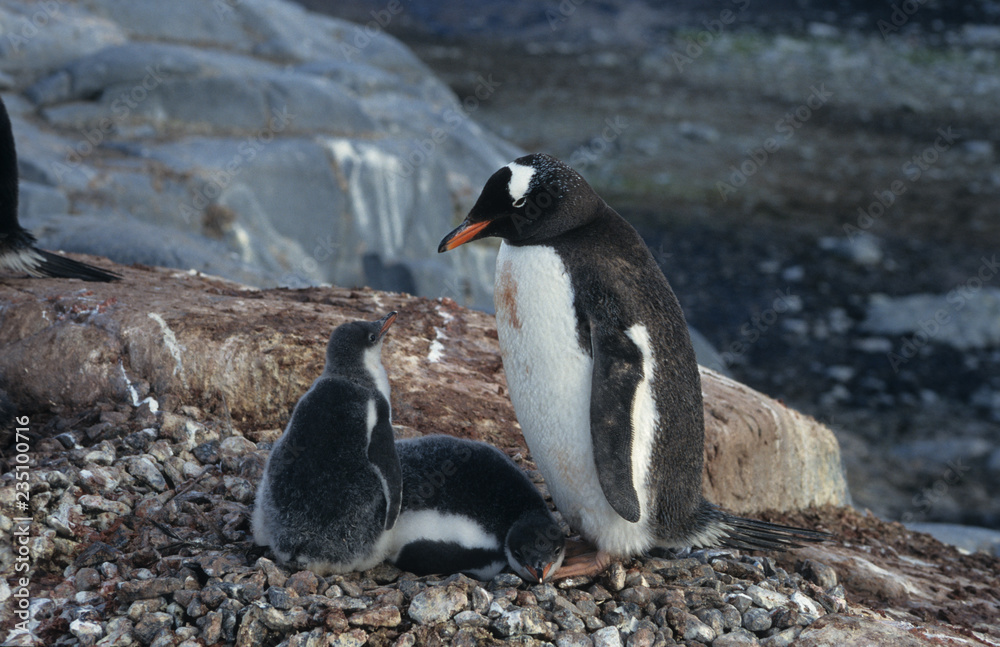 Naklejka premium Adelie Penguin with baby