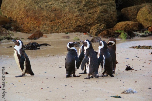 A group of black and white penguins on the beach having an evening meeting with one penguin standing alone. Penguin singled out apart from the others and looking to the ocean. Wildlife in South Africa