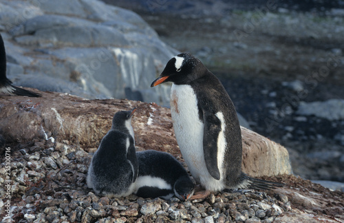 Adelie Penguin with baby