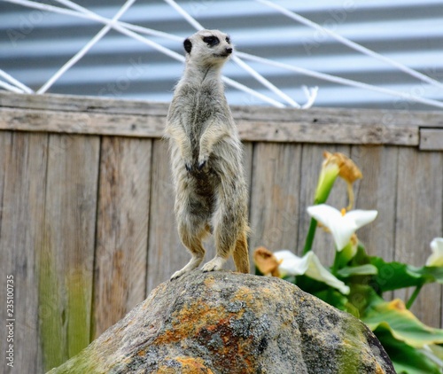 meerkat on a rock
