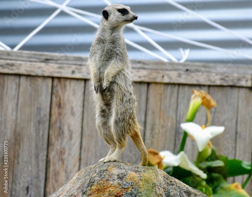 meerkat on a rock