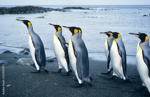 King Penguins walking on the beach