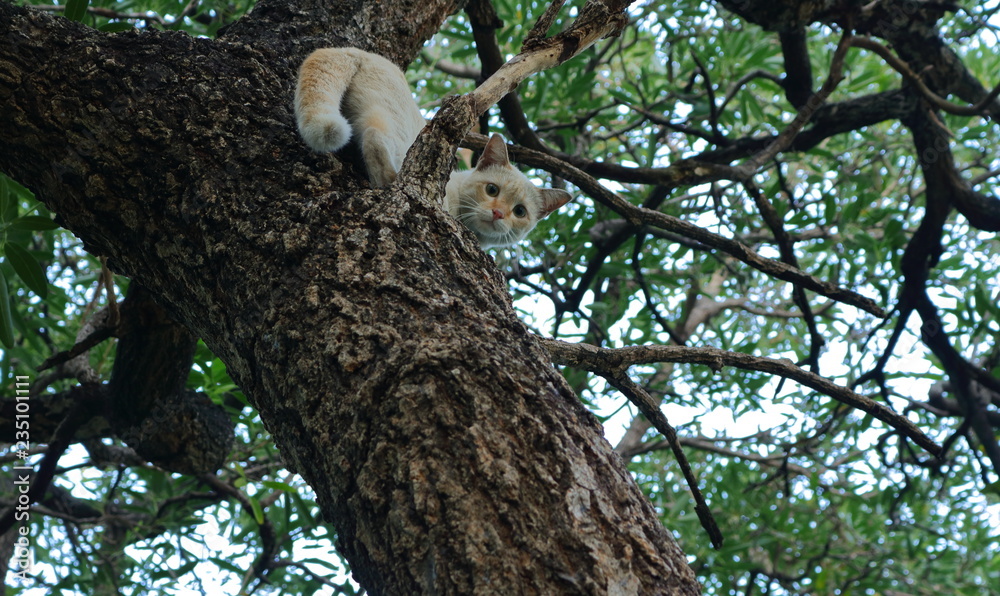 Fototapeta premium closeup face of a cute cat climbing up on tree trunk and looking down at the camera