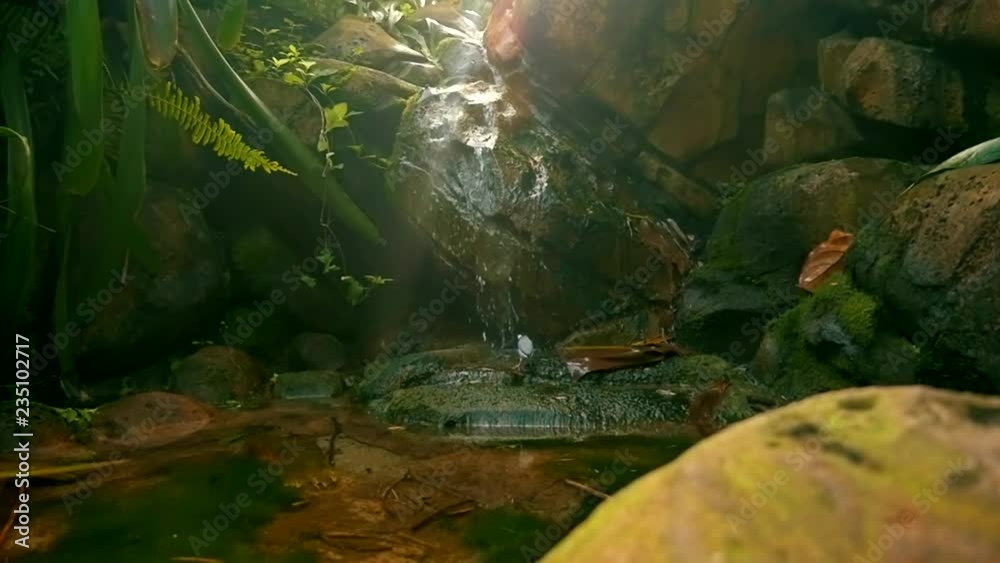Lovely bird is taking a shower on a little waterfall. Garden Eden like scenery.
