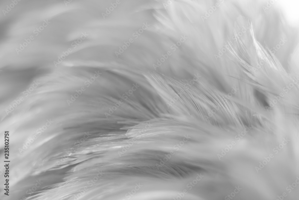 Obraz premium Blur Bird chickens feather texture for background, Fantasy, Abstract, soft color of art design.