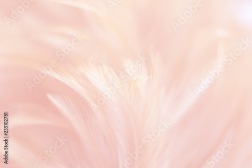 Blur Bird chickens feather texture for background, Fantasy, Abstract, soft color of art design.